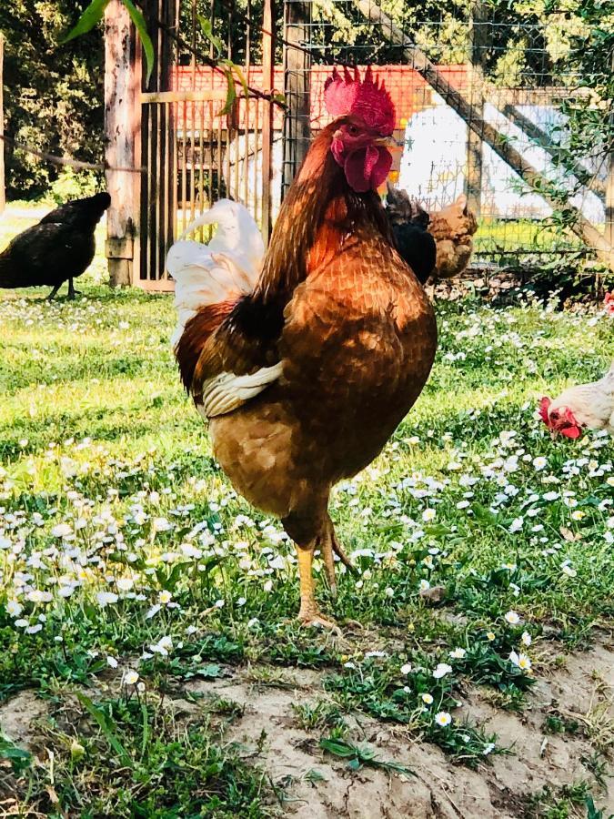 Agriturismo Pometti - Fattoria La Selva Trequanda Zewnętrze zdjęcie